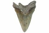 Bargain, Fossil Megalodon Tooth - Georgia #101491-2
